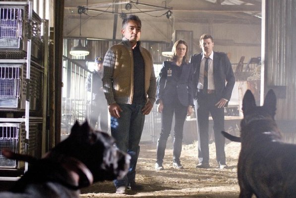 David Boreanaz photo