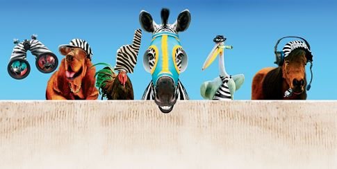 Racing Stripes photo