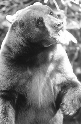 The Jungle Book photo