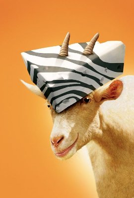 Racing Stripes photo