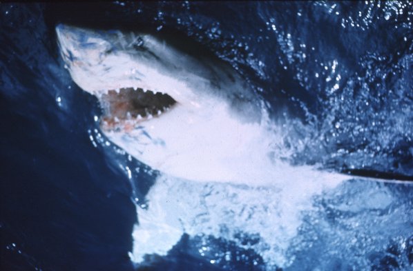 Jaws photo