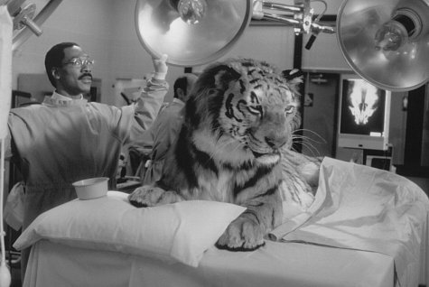 Doctor Dolittle photo